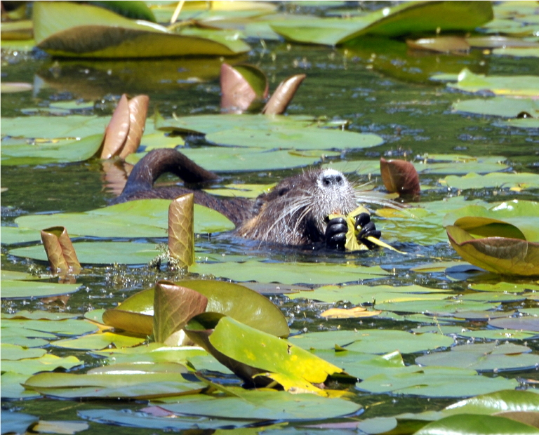 Nutria